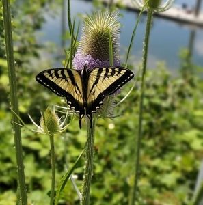 Meet your Posher, Judy